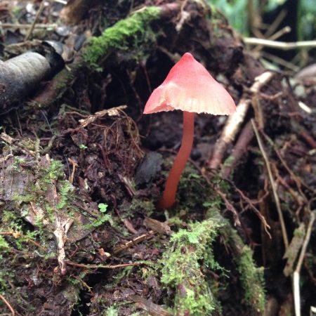 mushroom cap