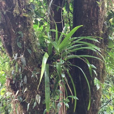 bromeliad